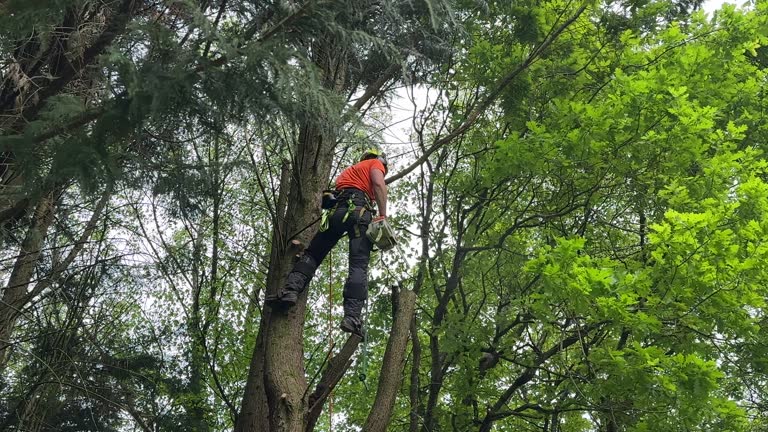 How Our Tree Care Process Works  in  Mount Juliet, TN